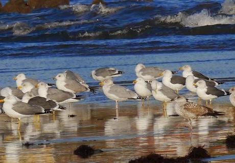 Gaviotas argénteas adultas