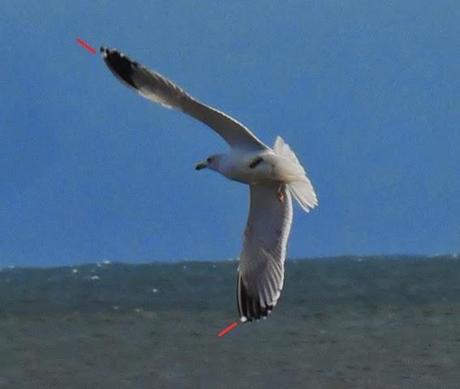 Gaviotas argénteas adultas