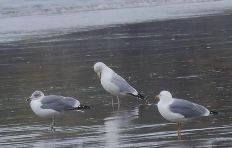 Gaviotas argénteas adultas