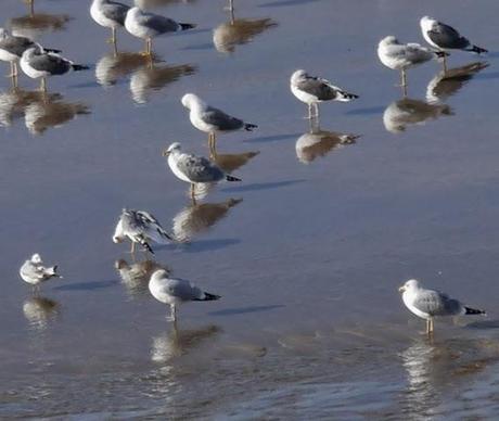 Gaviotas argénteas adultas