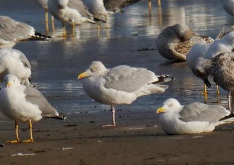 Gaviotas argénteas adultas
