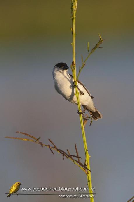 Capuchino boina negra (Pearly-bellied Seedeater) Sporophila pileata