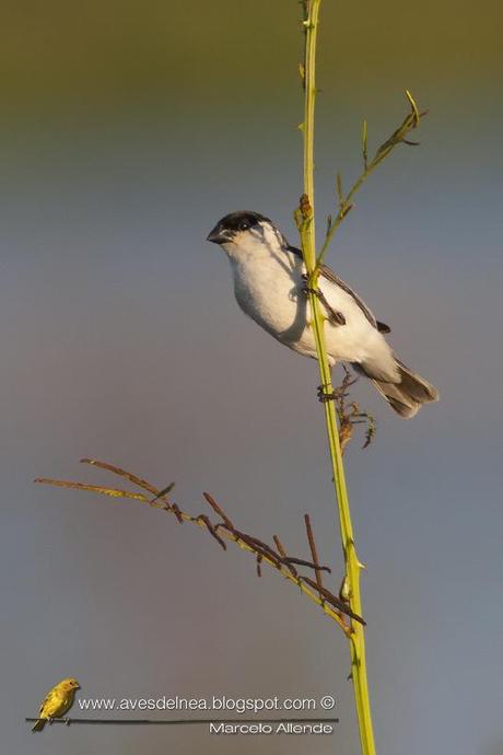 Capuchino boina negra (Pearly-bellied Seedeater) Sporophila pileata