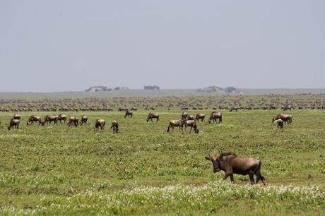 De viaje a Tanzania...