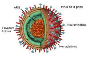 Virus gripe A vacunas antivirales Tamiflu Roche pandemia epidemia
