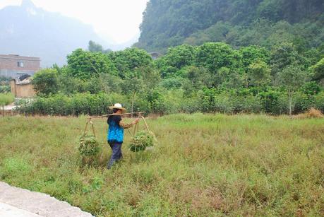 YANGSHUO Y LOS CAMPOS DE ARROZALES