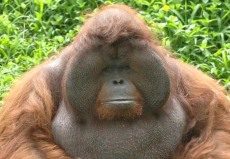 Orangután