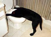 Pasando segunda plaga