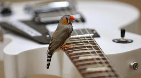 Pajaritos tocando guitarras eléctricas - Museo Peabody Essex