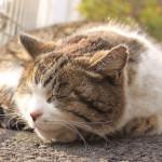 cómo sudan los gatos