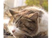 ¿Cómo sudan gatos?