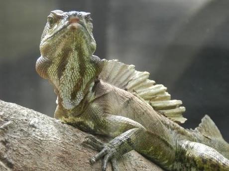 Qué visitar en Monteverde, la joya de bosque nublado en Costa Rica