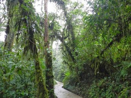 Qué visitar en Monteverde, la joya de bosque nublado en Costa Rica