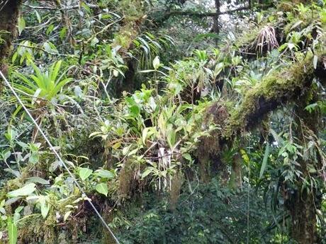 Qué visitar en Monteverde, la joya de bosque nublado en Costa Rica