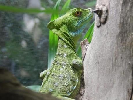 Qué visitar en Monteverde, la joya de bosque nublado en Costa Rica