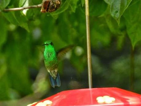 Qué visitar en Monteverde, la joya de bosque nublado en Costa Rica