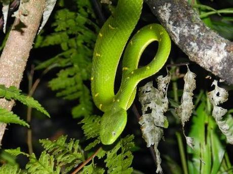 Qué visitar en Monteverde, la joya de bosque nublado en Costa Rica