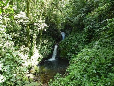 Qué visitar en Monteverde, la joya de bosque nublado en Costa Rica