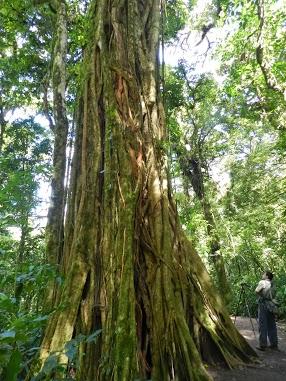 Qué visitar en Monteverde, la joya de bosque nublado en Costa Rica