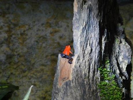 Qué visitar en Monteverde, la joya de bosque nublado en Costa Rica