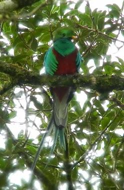 Qué visitar en Monteverde, la joya de bosque nublado en Costa Rica