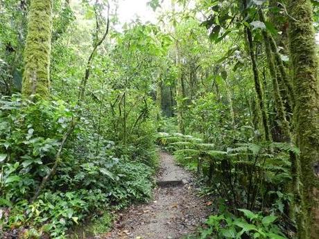 Qué visitar en Monteverde, la joya de bosque nublado en Costa Rica