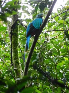 Qué visitar en Monteverde, la joya de bosque nublado en Costa Rica