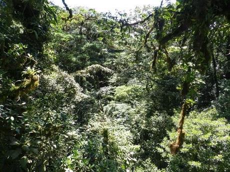 Qué visitar en Monteverde, la joya de bosque nublado en Costa Rica