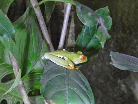 Qué visitar en Monteverde, la joya de bosque nublado en Costa Rica