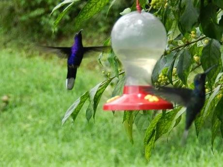 Qué visitar en Monteverde, la joya de bosque nublado en Costa Rica