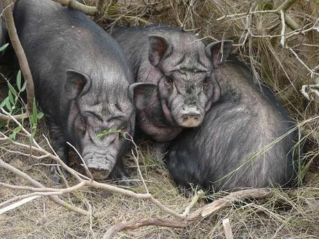 El Cerdo vietnamita; un problema para la conservación de la biodiversidad aragonesa