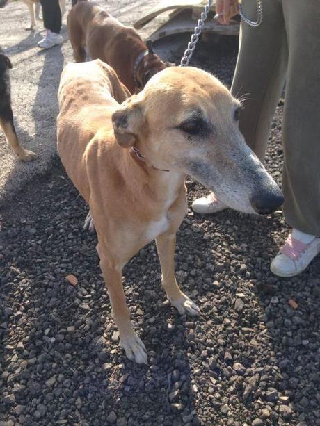 PAQUIRRÍN, DEMASIADO TIEMPO ESPERANDO...