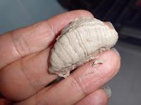 mascarilla nutritiva