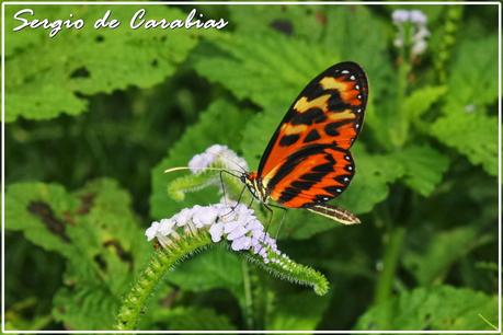Todo por la ciencia [entomológica]