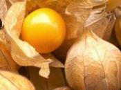 Aguaymanto, planta exótica