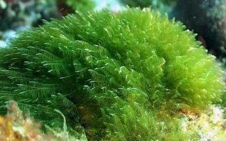 ¿TENGO QUE SUPLEMENTARME LA B12?