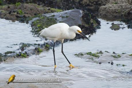Garcita blanca ( Snowy egret) Egretta thula