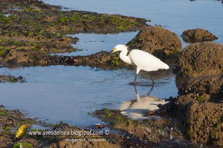 Garcita blanca ( Snowy egret) Egretta thula