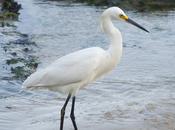 Garcita blanca Snowy egret) Egretta thula