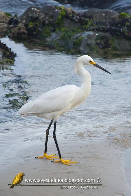 Garcita blanca ( Snowy egret) Egretta thula