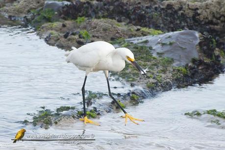 Garcita blanca ( Snowy egret) Egretta thula