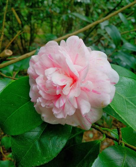 La belleza se hace camelia en invierno.