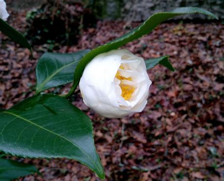 La belleza se hace camelia en invierno.