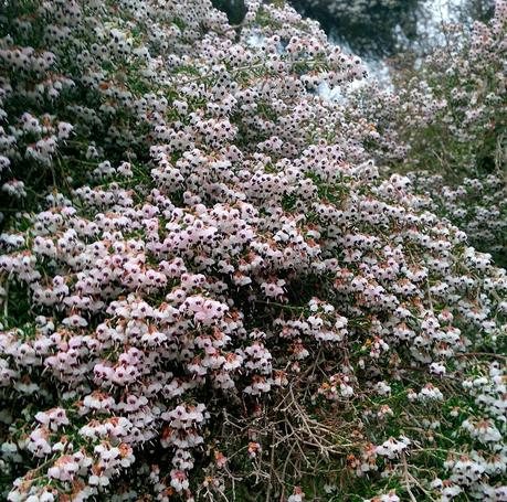 La belleza se hace camelia en invierno.