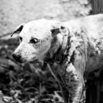 perro infectado por parásitos intestinales