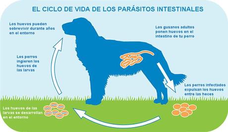 ciclo de vida de los parásitos intestinales en los perros