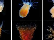 transformación medusa