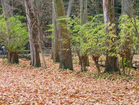 RECUERDOS DE OTOÑO