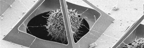 NANOTECNOLOGÍA QUE ATRAPA LAS CÉLULAS EN PIRÁMIDES