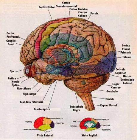 partes del cerebro humano